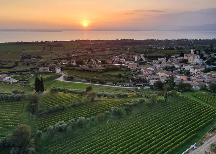 Calicantus ברדולינו