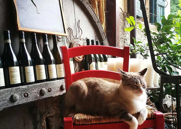 Calicantus בית חווה