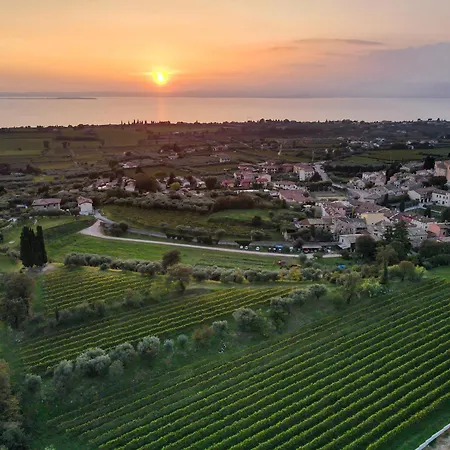 Calicantus 바르돌리노